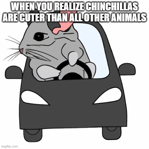 chinchillas=cute | WHEN YOU REALIZE CHINCHILLAS ARE CUTER THAN ALL OTHER ANIMALS | image tagged in cute | made w/ Imgflip meme maker