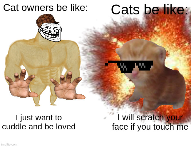 Buff Doge vs. Cheems Meme | Cat owners be like:; Cats be like:; I just want to cuddle and be loved; I will scratch your face if you touch me | image tagged in memes,cat | made w/ Imgflip meme maker