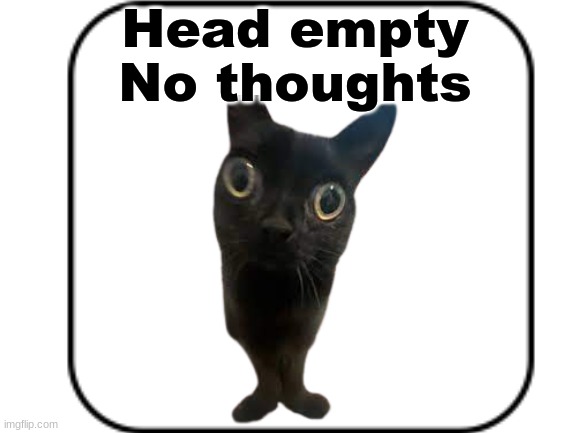 jinx | Head empty
No thoughts | image tagged in cat,jinx | made w/ Imgflip meme maker