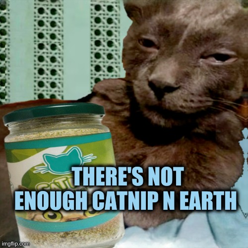 I am not your cat | THERE'S NOT ENOUGH CATNIP N EARTH | image tagged in ship osta 4 lyfe,10 guy,catnip,one does not simply | made w/ Imgflip meme maker