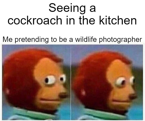 Monkey Puppet Meme | Seeing a cockroach in the kitchen; Me pretending to be a wildlife photographer | image tagged in memes,monkey puppet | made w/ Imgflip meme maker