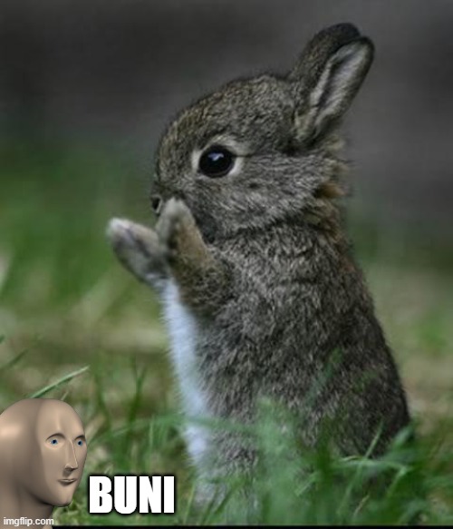 Cute Bunny | BUNI | image tagged in cute bunny | made w/ Imgflip meme maker