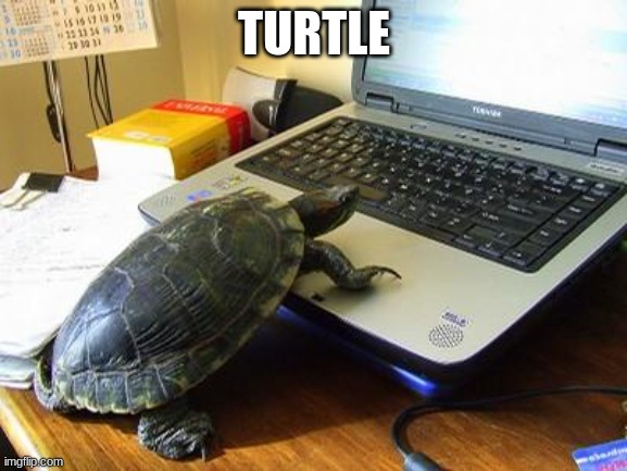 Turtle Computer | TURTLE | image tagged in turtle computer | made w/ Imgflip meme maker