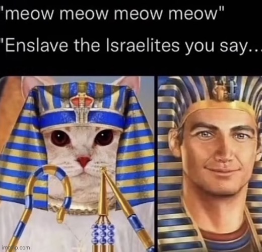 MS_memer_group meow Memes & GIFs - Imgflip