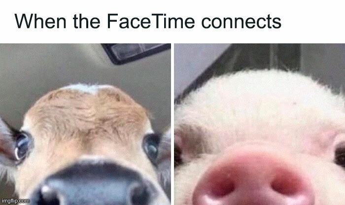 fr | image tagged in facetime,animals,relatable | made w/ Imgflip meme maker