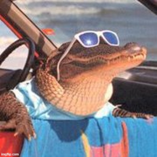 Oh, him? Yeah, that's just Bob. He's pretty chill, you can pet him. :) | image tagged in cool gator,he eats fatherless mfs | made w/ Imgflip meme maker