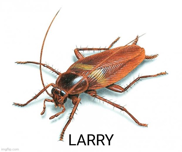 Cockroach | LARRY | image tagged in cockroach | made w/ Imgflip meme maker
