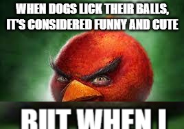 Realistic Red Angry Birds | WHEN DOGS LICK THEIR BALLS, IT'S CONSIDERED FUNNY AND CUTE | image tagged in realistic red angry birds | made w/ Imgflip meme maker