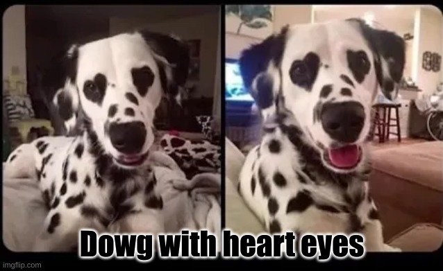 Something random :) | Dowg with heart eyes | image tagged in dog,funny,cute | made w/ Imgflip meme maker