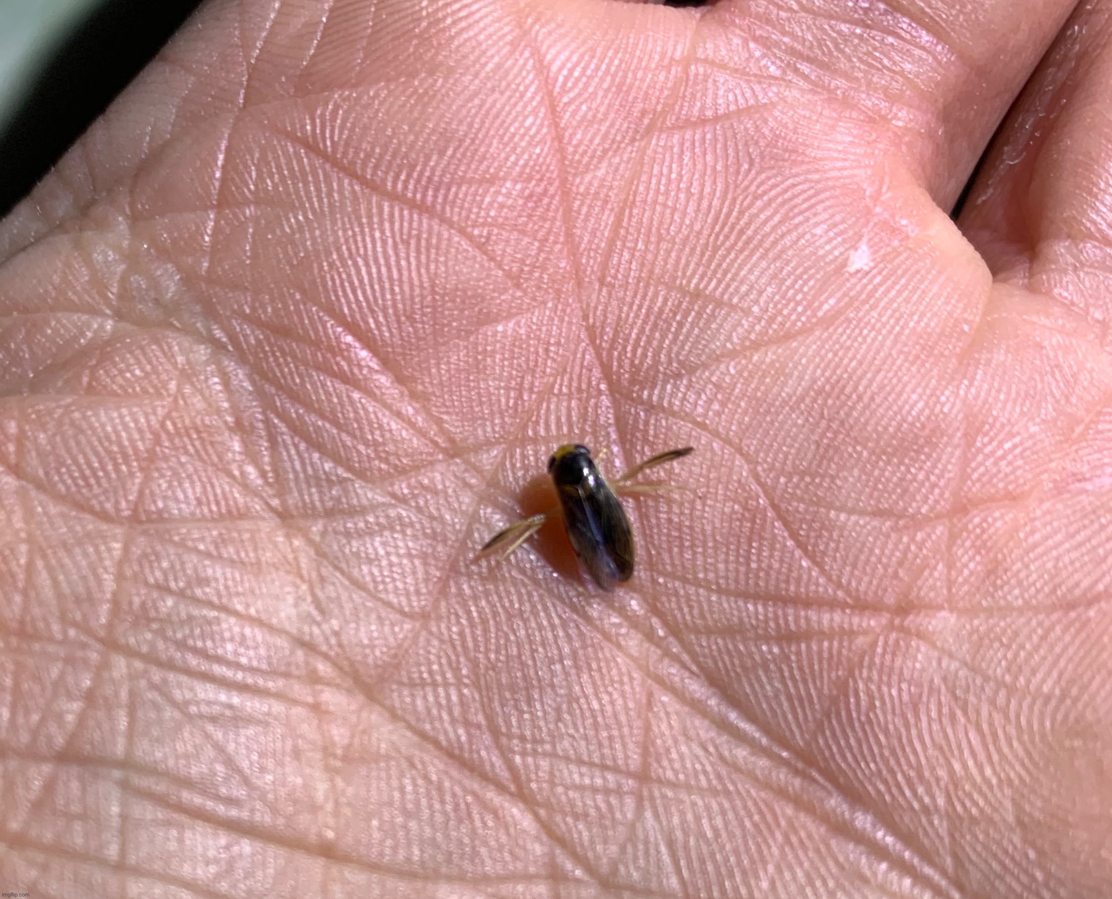 Little water boatman | made w/ Imgflip meme maker