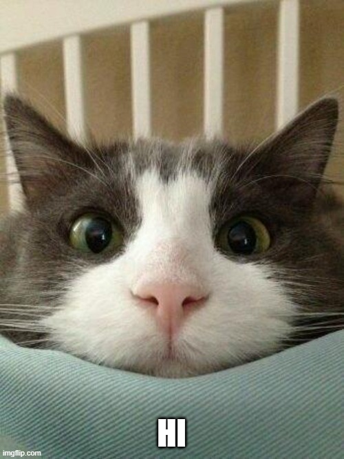 Hello Kitty Cat | HI | image tagged in hello kitty cat | made w/ Imgflip meme maker