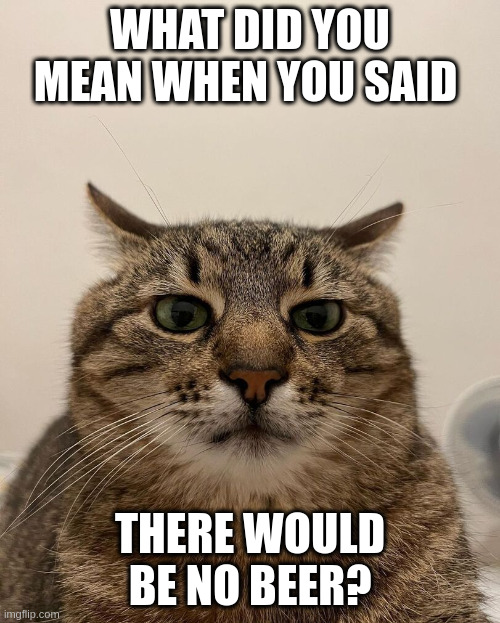 What did you mean when you said there would be no beer? | WHAT DID YOU MEAN WHEN YOU SAID; THERE WOULD BE NO BEER? | image tagged in stepan cat,beer | made w/ Imgflip meme maker