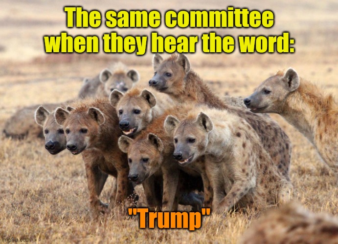 Hungry Hyenas | The same committee when they hear the word: "Trump" | image tagged in hungry hyenas | made w/ Imgflip meme maker