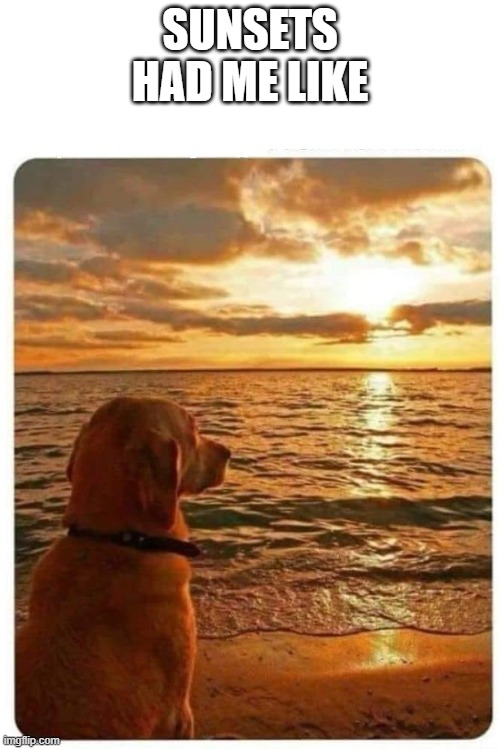 PHILOSOPHY DOG SUNSET | SUNSETS HAD ME LIKE | image tagged in philosophy dog sunset | made w/ Imgflip meme maker