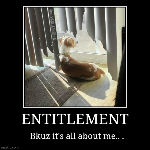PEOPLE ARE STRANGE | ENTITLEMENT | Bkuz it's all about me.. . | image tagged in funny,demotivationals,dog,randyzee_approved | made w/ Imgflip demotivational maker
