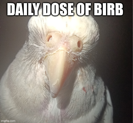 DAILY DOSE OF BIRB | image tagged in cute,bird,parrot | made w/ Imgflip meme maker