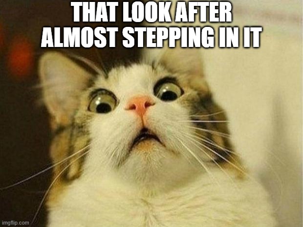 THAT LOOK AFTER ALMOST STEPPING IN IT | image tagged in memes,scared cat | made w/ Imgflip meme maker