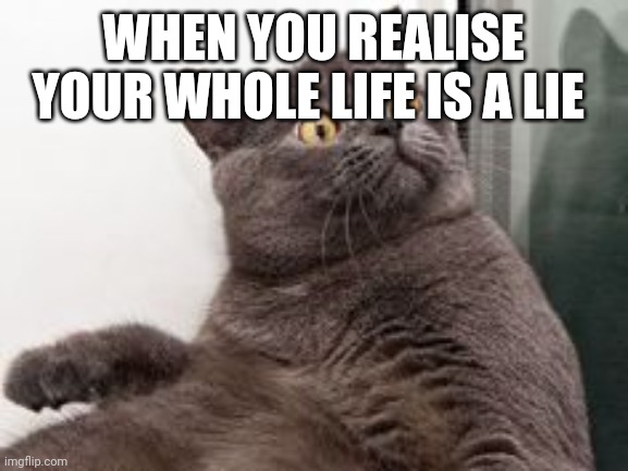 The moment when you realise.... Exams are in a month | WHEN YOU REALISE YOUR WHOLE LIFE IS A LIE | image tagged in cat | made w/ Imgflip meme maker
