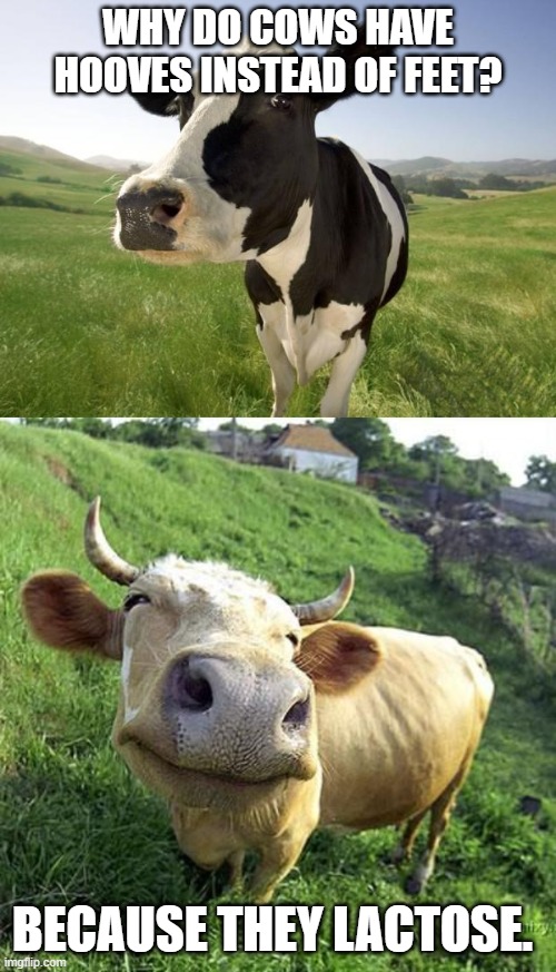 WHY DO COWS HAVE HOOVES INSTEAD OF FEET? BECAUSE THEY LACTOSE. | image tagged in cow | made w/ Imgflip meme maker