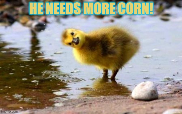 WTF Duckling | HE NEEDS MORE CORN! | image tagged in wtf duckling | made w/ Imgflip meme maker