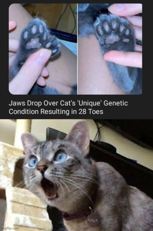 "28 toes" | image tagged in surprised cat,unique,toes,cats,cat,memes | made w/ Imgflip meme maker
