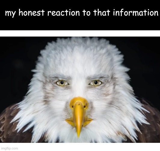 *stares at you* | my honest reaction to that information | image tagged in tag | made w/ Imgflip meme maker