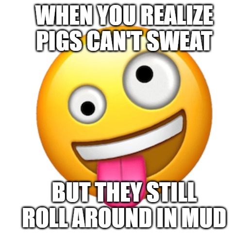 WHEN YOU REALIZE PIGS CAN'T SWEAT; BUT THEY STILL ROLL AROUND IN MUD | image tagged in whacky and silly | made w/ Imgflip meme maker