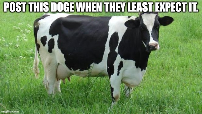 Post this dog | POST THIS DOGE WHEN THEY LEAST EXPECT IT. | image tagged in cow,repost this,doge | made w/ Imgflip meme maker