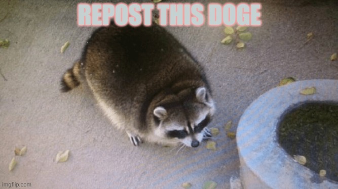 Cute doge | REPOST THIS DOGE | image tagged in cute dog,repost this,doge | made w/ Imgflip meme maker