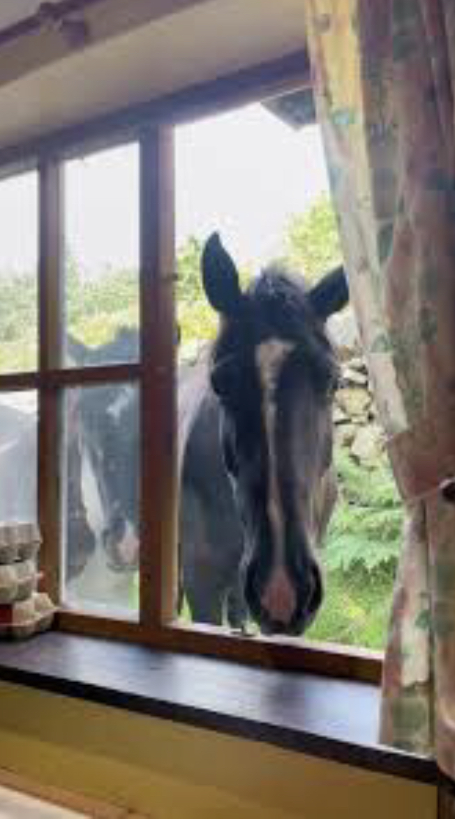 Curious horse in window Blank Meme Template