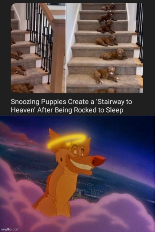Stairway to Heaven | image tagged in all dogs go to heaven,puppies,dogs,dog,stairway to heaven,memes | made w/ Imgflip meme maker