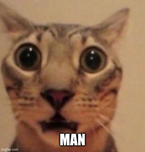 Shocked cat | MAN | image tagged in shocked cat | made w/ Imgflip meme maker