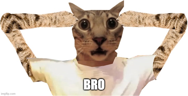 cat shocked | BRO | image tagged in cat shocked | made w/ Imgflip meme maker