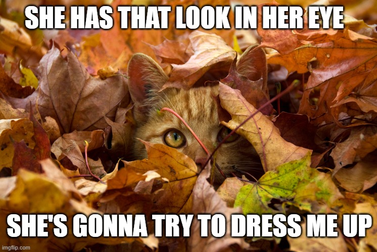 Halloween Dress Up | SHE HAS THAT LOOK IN HER EYE; SHE'S GONNA TRY TO DRESS ME UP | image tagged in funny memes,cats,pets,funny,halloween | made w/ Imgflip meme maker