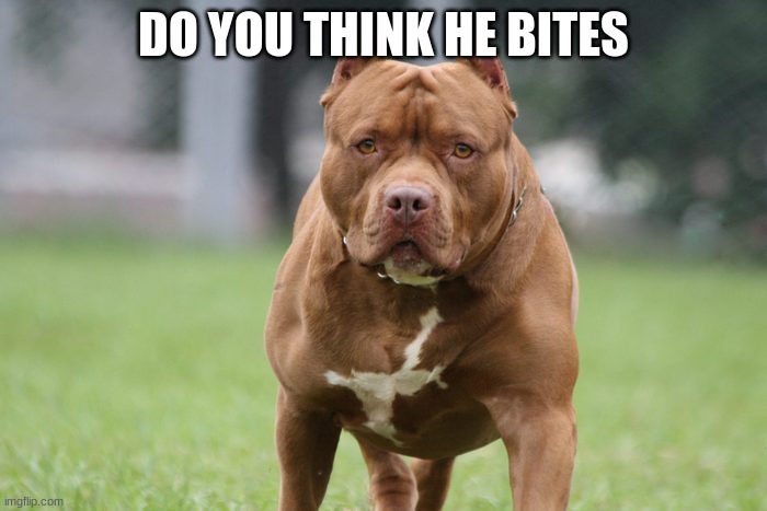 He looks like his name is princess | DO YOU THINK HE BITES | image tagged in buff pitbull | made w/ Imgflip meme maker