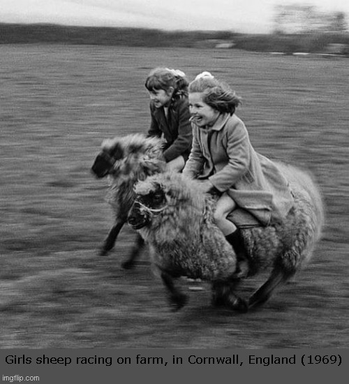 Make Sheep Racing Great Again | Girls sheep racing on farm, in Cornwall, England (1969) | image tagged in sheep,racing,young | made w/ Imgflip meme maker