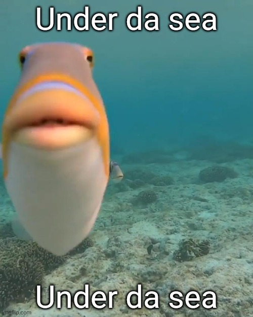 FLOUNDER???? | Under da sea; Under da sea | image tagged in staring fish | made w/ Imgflip meme maker