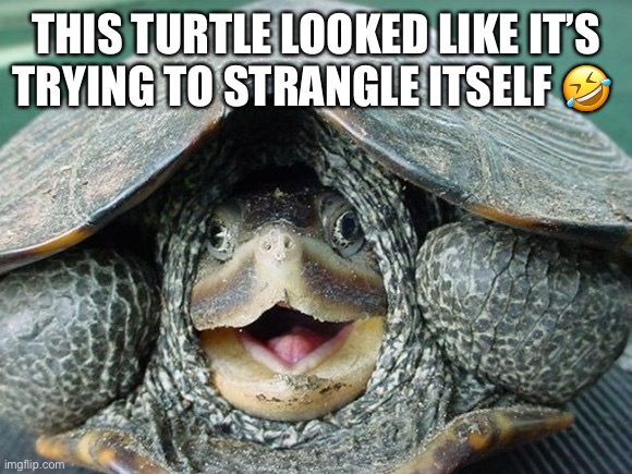 THIS TURTLE LOOKED LIKE IT’S TRYING TO STRANGLE ITSELF 🤣 | image tagged in turtle | made w/ Imgflip meme maker