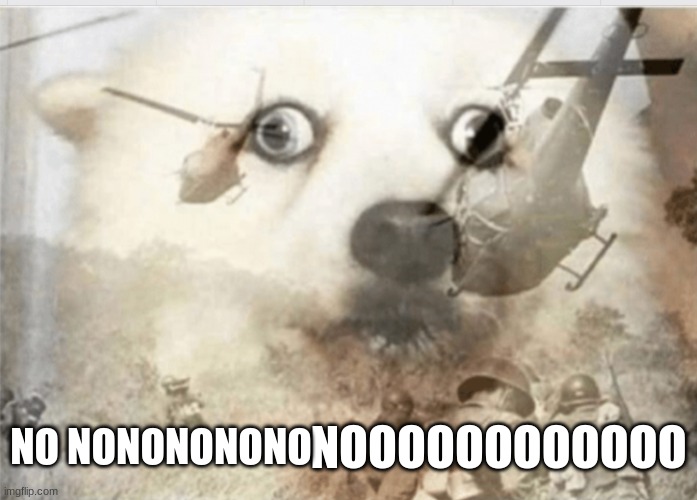 PTSD dog | NOOOOOOOOOOOO NO NONONONONO | image tagged in ptsd dog | made w/ Imgflip meme maker