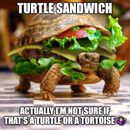 TURTLE SANDWICH; ACTUALLY I’M NOT SURE IF THAT’S A TURTLE OR A TORTOISE 🤷🏻‍♀️ | image tagged in turtle,tortoise | made w/ Imgflip meme maker