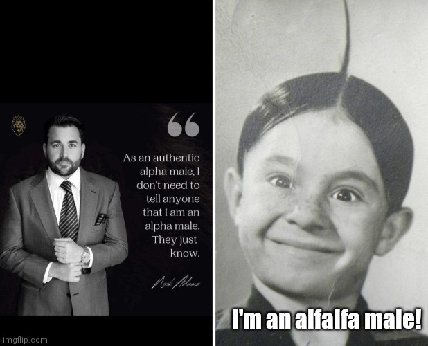 Alfalfa male | I'm an alfalfa male! | image tagged in funny | made w/ Imgflip meme maker