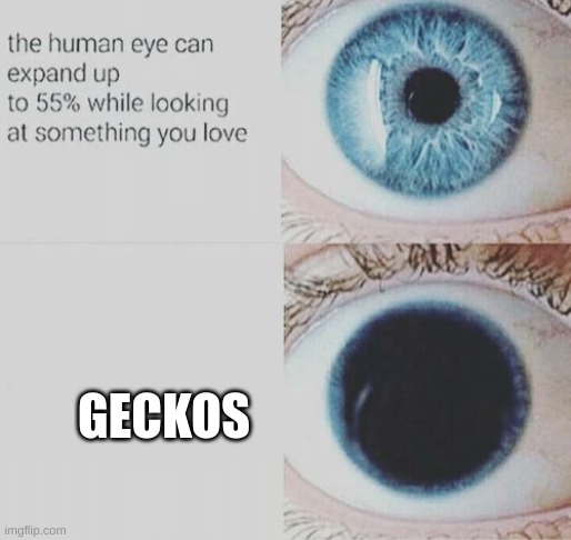i like geckos | GECKOS | image tagged in eye pupil expand,gecko | made w/ Imgflip meme maker