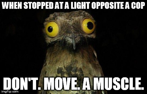 Weird Stuff I Do Potoo | WHEN STOPPED AT A LIGHT OPPOSITE A COP DON'T. MOVE. A MUSCLE. | image tagged in crazy eyed bird,AdviceAnimals | made w/ Imgflip meme maker