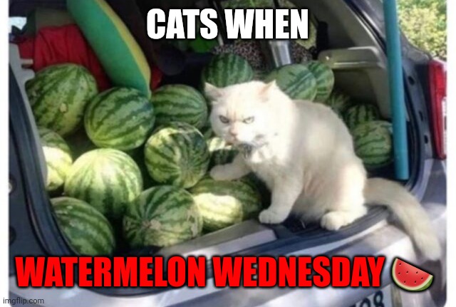 Watermelon Wednesday | CATS WHEN; WATERMELON WEDNESDAY 🍉 | image tagged in watermelon,wednesday,facts | made w/ Imgflip meme maker