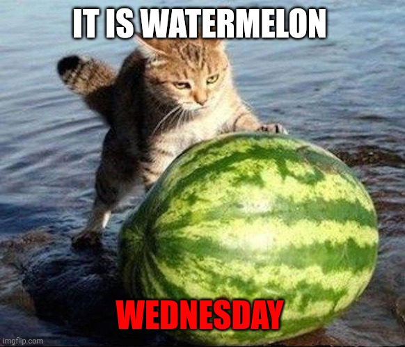 Watermelon Wednesday ? | IT IS WATERMELON; WEDNESDAY | image tagged in watermelon,wednesday,facts,cats | made w/ Imgflip meme maker