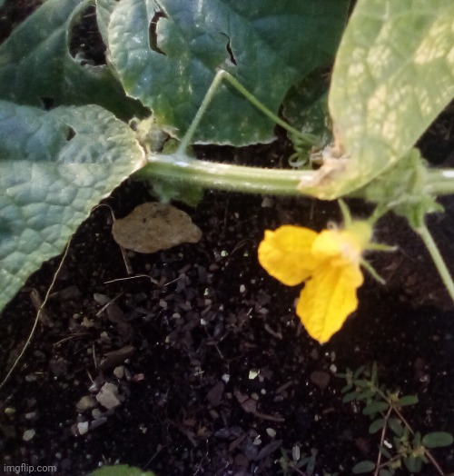 My cucumber plant finally sprouted | made w/ Imgflip meme maker
