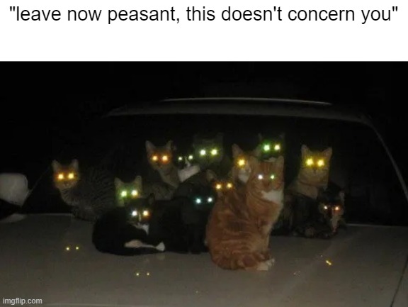 wonder what they're up to... | "leave now peasant, this doesn't concern you" | image tagged in memes,cats,funny | made w/ Imgflip meme maker