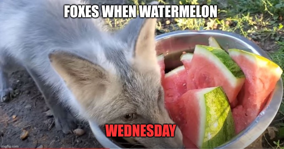 FOXES WHEN WATERMELON WEDNESDAY | made w/ Imgflip meme maker