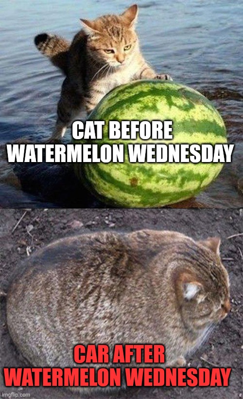 CAT BEFORE WATERMELON WEDNESDAY CAR AFTER WATERMELON WEDNESDAY | made w/ Imgflip meme maker