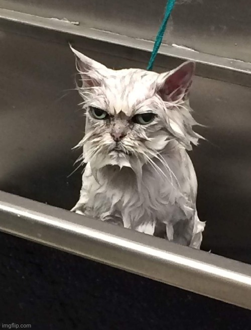 Wet Unhappy cat | image tagged in wet unhappy cat | made w/ Imgflip meme maker